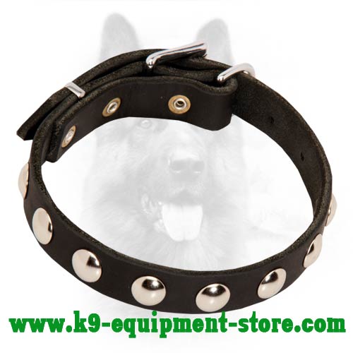 Studded Leather Canine Collar