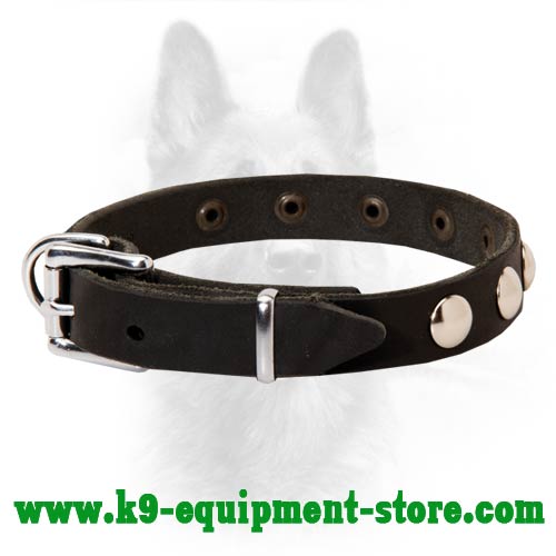 Leather Canine Collar with Steel Nickel Plated Hardware