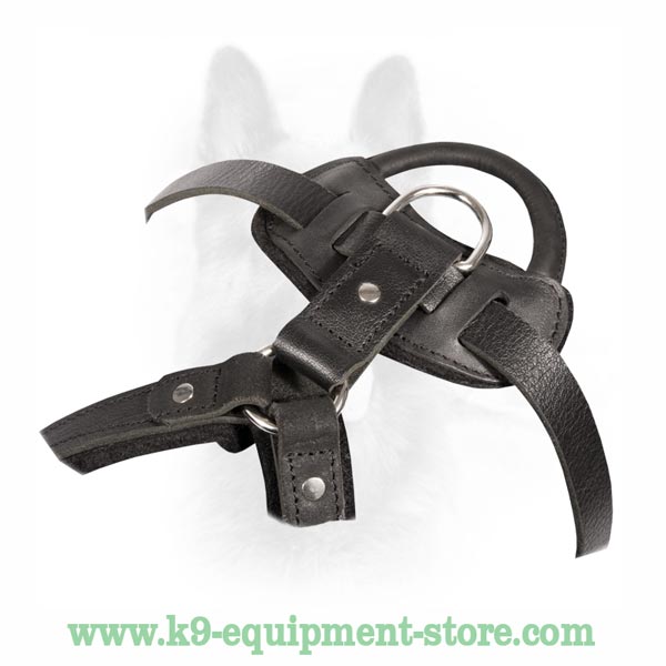 Dog Harness With Polished Brass Fittings