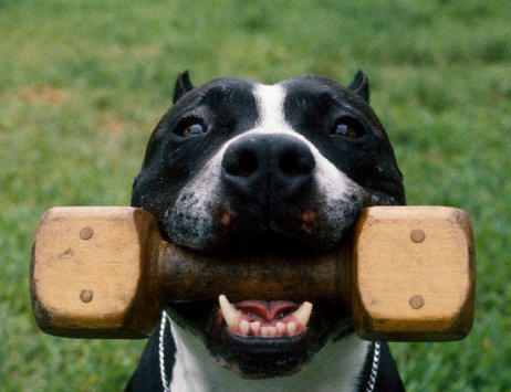 Puppies on K9 Dogs Schutzhund Dumbbell K 9 Dog Equipment K9 Collars K9