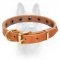 Brass Studded Leather Canine Collar