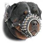 Royal Spiked Leather Dog Muzzle For Canine Dogs