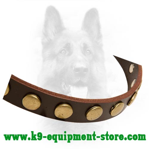 Brass Circles Riveted of Leather Canine Collar
