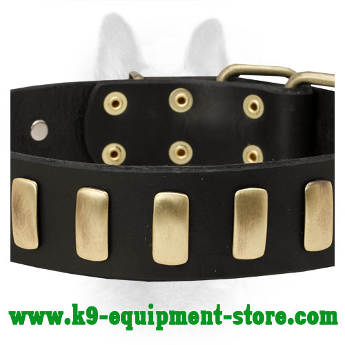 Brass Plates on Walking in Style Leather Canine Collar