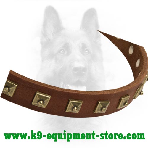 Brass Studs Decorate Leather Canine Collar