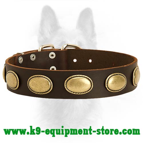 Canine Leather Collar with Plates for Walking in Style