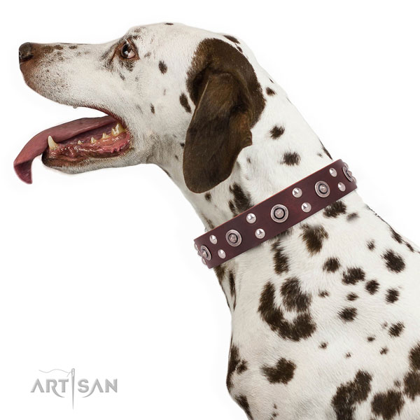 Everyday use dog collar with exquisite studs