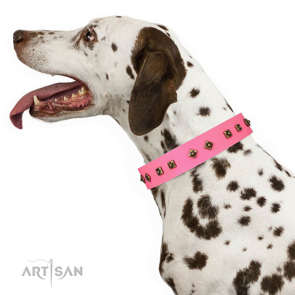 Remarkable adornments on everyday walking dog collar