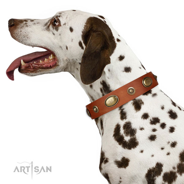 Comfortable wearing dog collar of genuine leather with stunning decorations