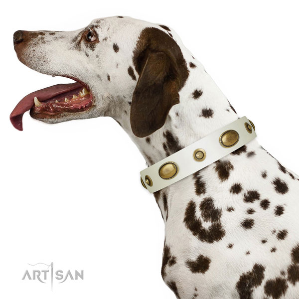 Everyday walking dog collar of genuine leather with significant embellishments