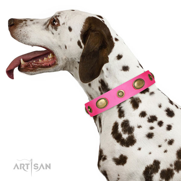 Fancy walking dog collar of natural leather with stunning studs