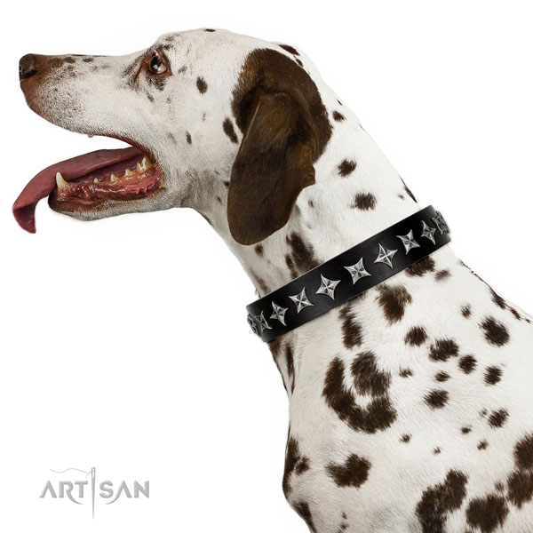 Walking adorned dog collar of quality genuine leather