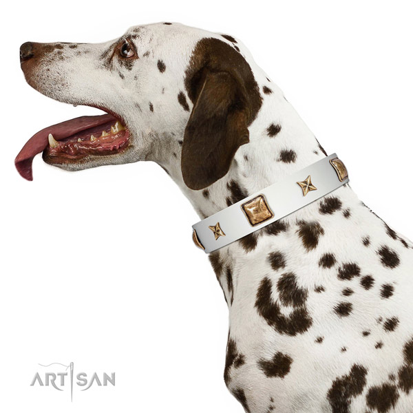Stunning leather dog collar with adornments