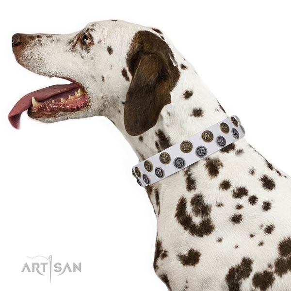 Dalmatian full grain genuine leather dog collar for fancy walking