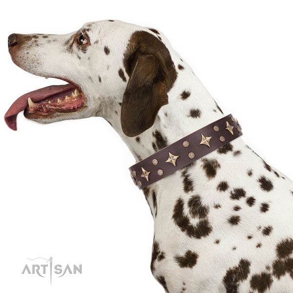 Dalmatian full grain leather dog collar for comfortable wearing