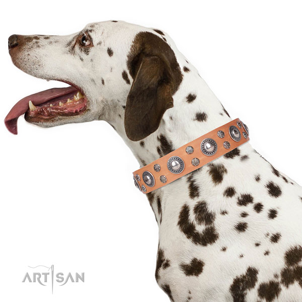 Dalmatian leather dog collar for everyday walking