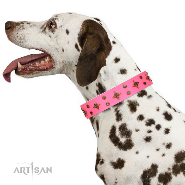 Dalmatian full grain genuine leather dog collar for basic training