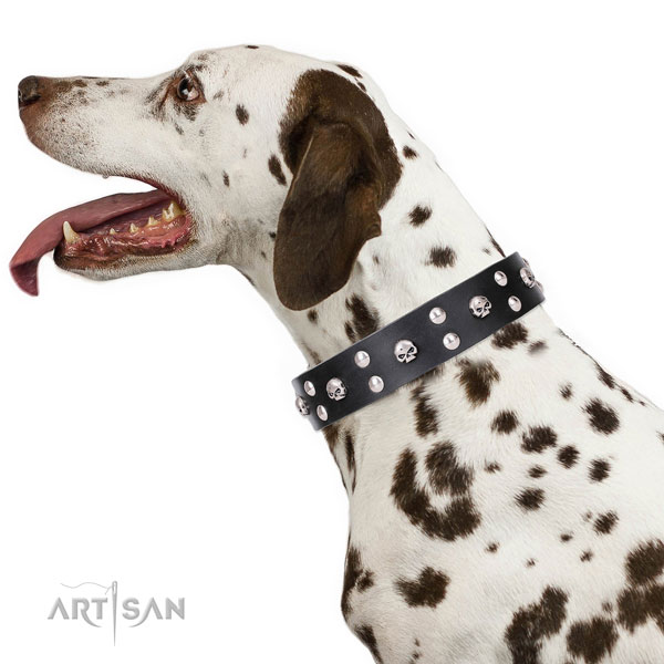 Dalmatian leather dog collar for stylish walking