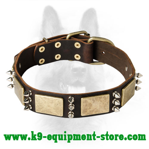 Leather Canine Dog Collar with Massive Brass Plates and Nickel Spikes