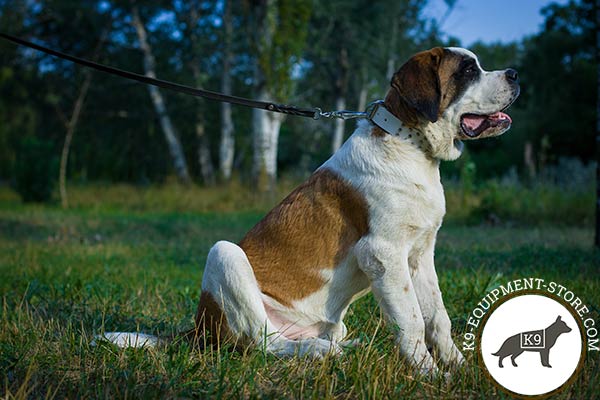 Moscow-Watchdog white leather collar with reliable nickel plated hardware for basic training
