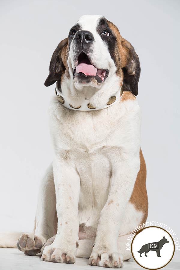 Moscow Watchdog white leather collar with rust-free brass plated hardware for any activity