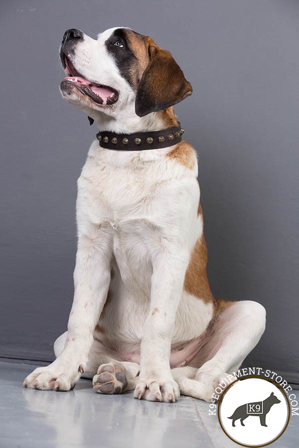 Moscow Watchdog brown leather collar with rustless studs for agitation training