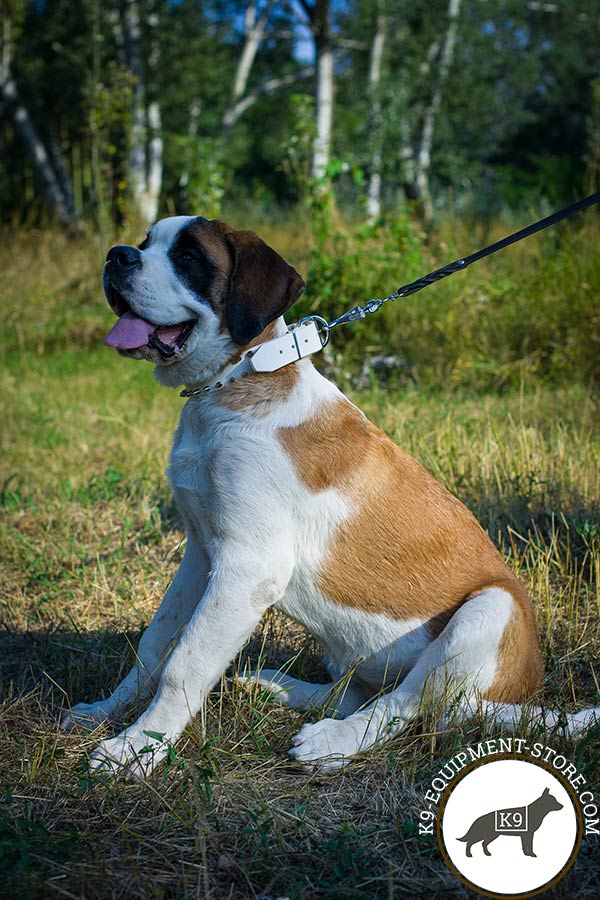Moscow-Watchdog white leather collar with rust-resistant hardware for basic training