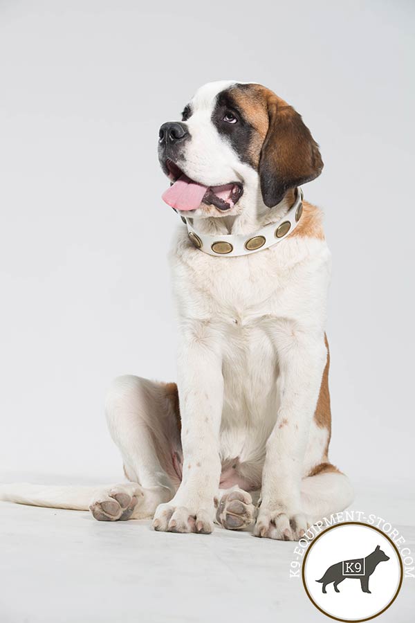 Moscow Watchdog white leather collar with duly riveted plates for quality control