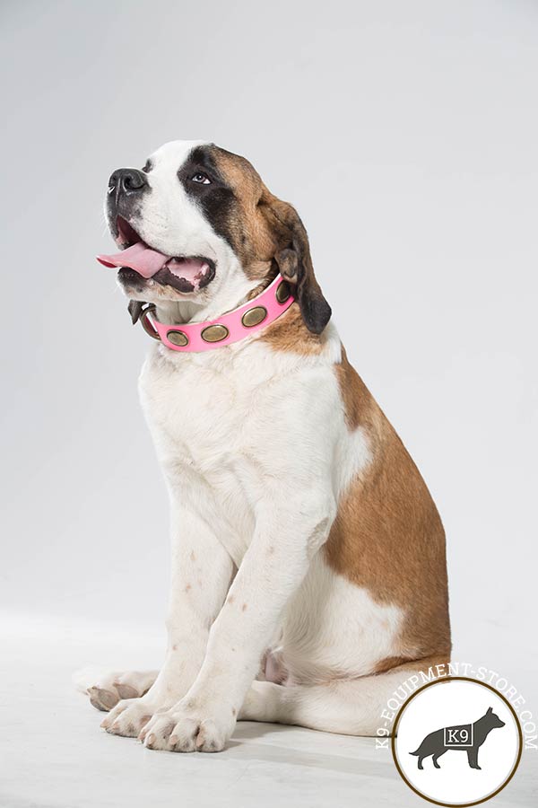 Moscow Watchdog pink leather collar with duly riveted plates for improved control