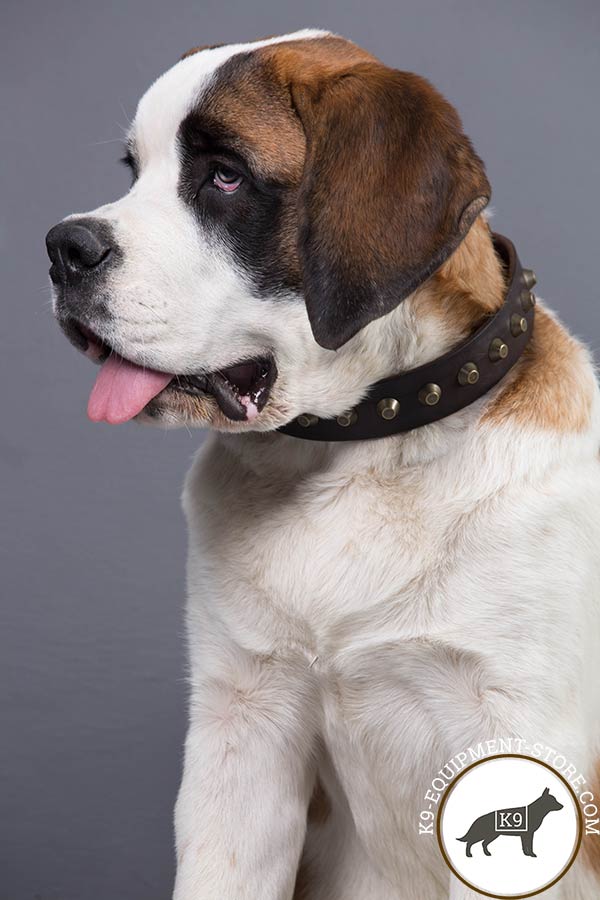 Moscow-Watchdog brown leather collar with corrosion resistant fittings for daily activity