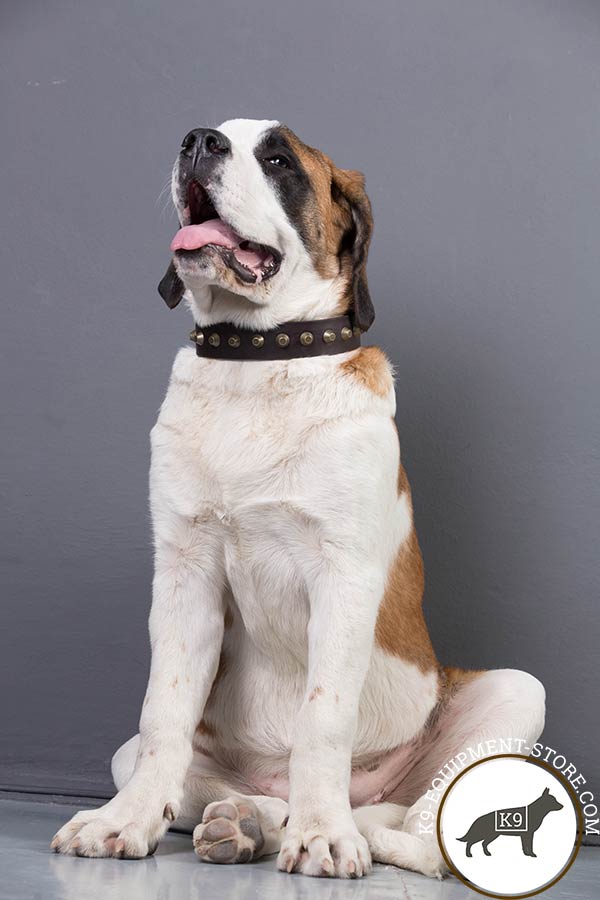 Moscow-Watchdog brown leather collar with rust-resistant studs for daily walks