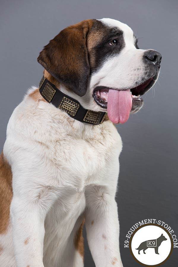 Moscow-Watchdog black leather collar with corrosion resistant brass plated hardware for pulling activity