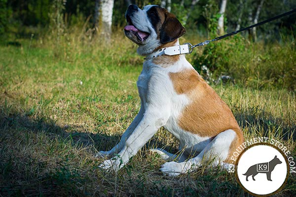 Moscow-Watchdog white leather collar with rust-free spikes for any activity