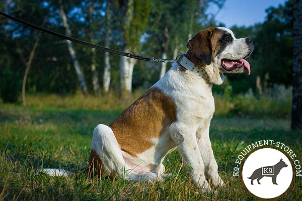 Moscow-Watchdog white leather collar with rust-proof fittings for professional use