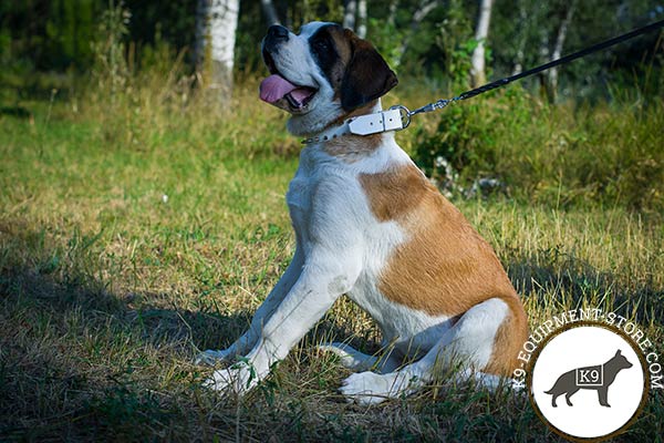 Moscow-Watchdog white leather collar with strong nickel plated hardware for better comfort