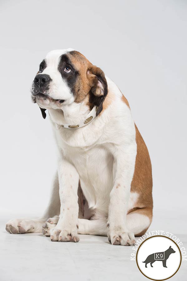 Moscow Watchdog white leather collar with non-corrosive fittings for basic training