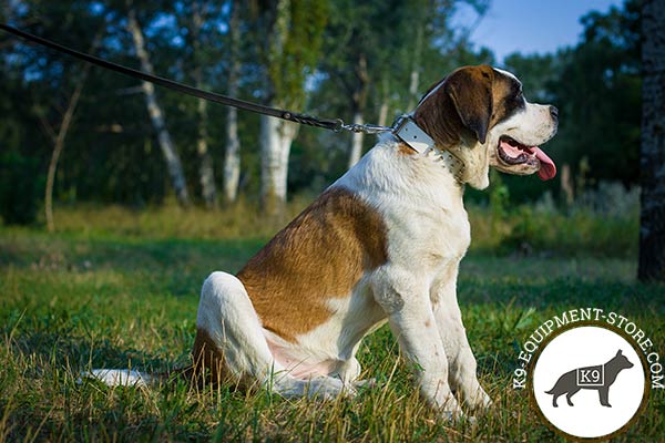 Moscow-Watchdog white leather collar with rustless fittings for pulling activity