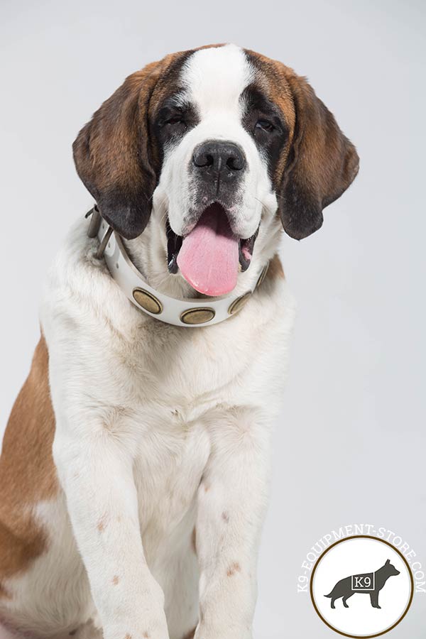 Moscow Watchdog white leather collar with non-corrosive hardware for daily activity