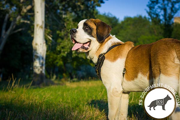 Moscow Watchdog black leather harness easy-to-adjust with traditional buckle for walking