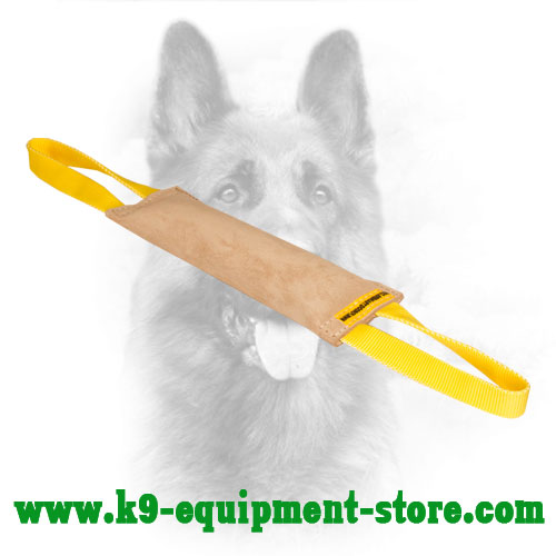 What Are The Most Important Puppy Training Tools 