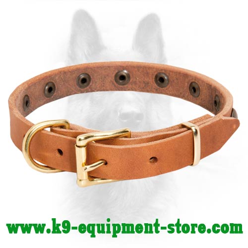 Brass Studded Leather Canine Collar