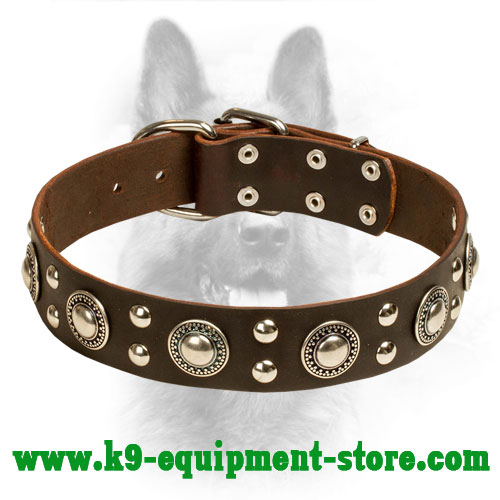 ''Rock n Roll'' Leather K9 Collar Decorated with Steel Circles