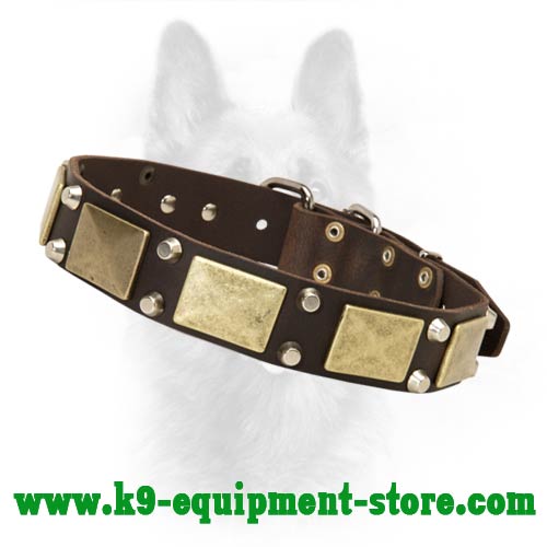 Canine Leather Dog Collar With Brass Massive Plates And Pyramids