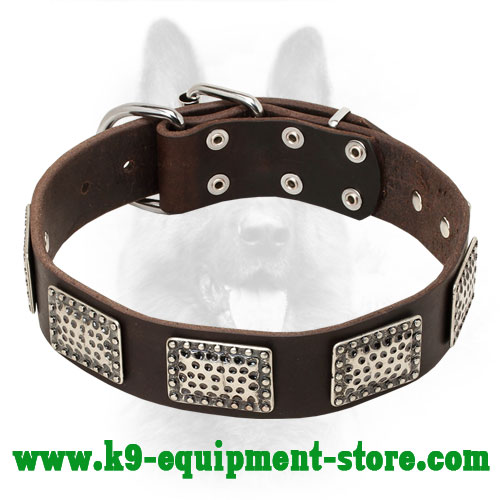 Decorated Leather Canine Collar with Nickel Plates