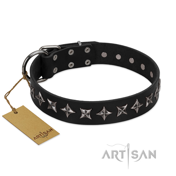 Walking dog collar of best quality full grain natural leather with decorations