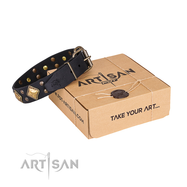 Everyday use dog collar with Stunning rust resistant embellishments