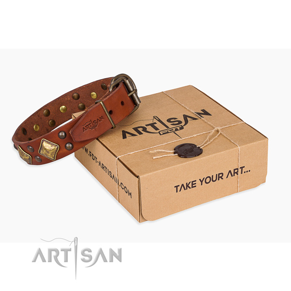 Everyday walking dog collar with Stunning rust-proof studs