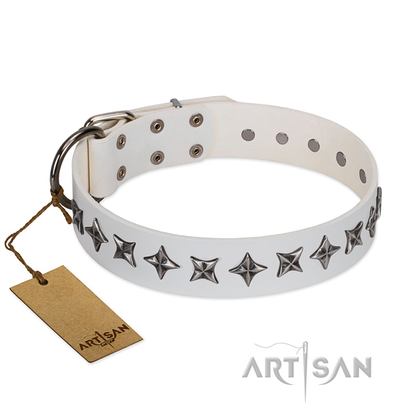 Daily walking dog collar of finest quality full grain leather with studs