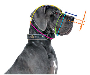 How to
measure your dog