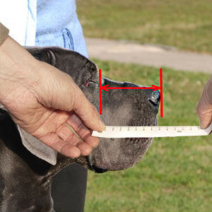 Measure your Canine with pleasure